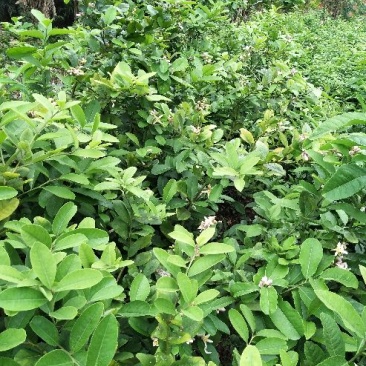 香水柠檬树苗50~80cm