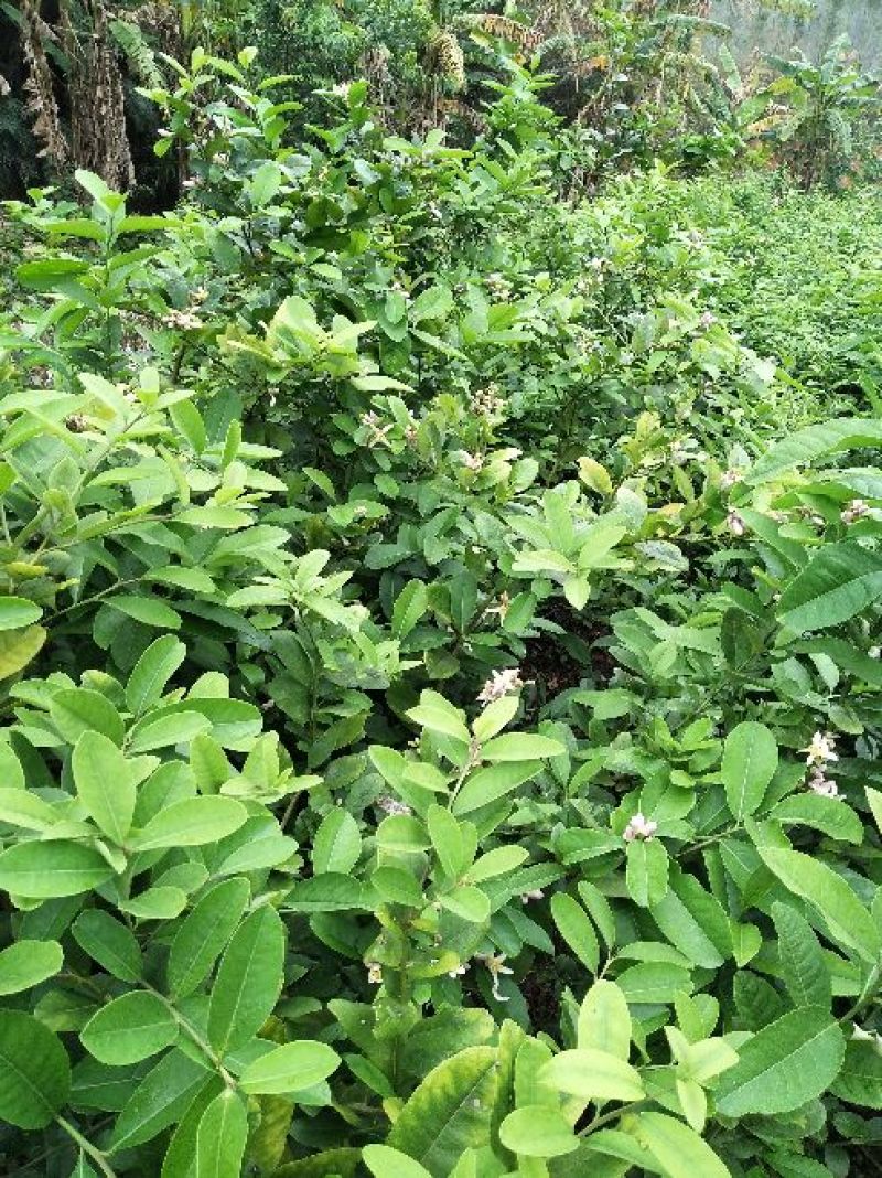 香水柠檬树苗50~80cm