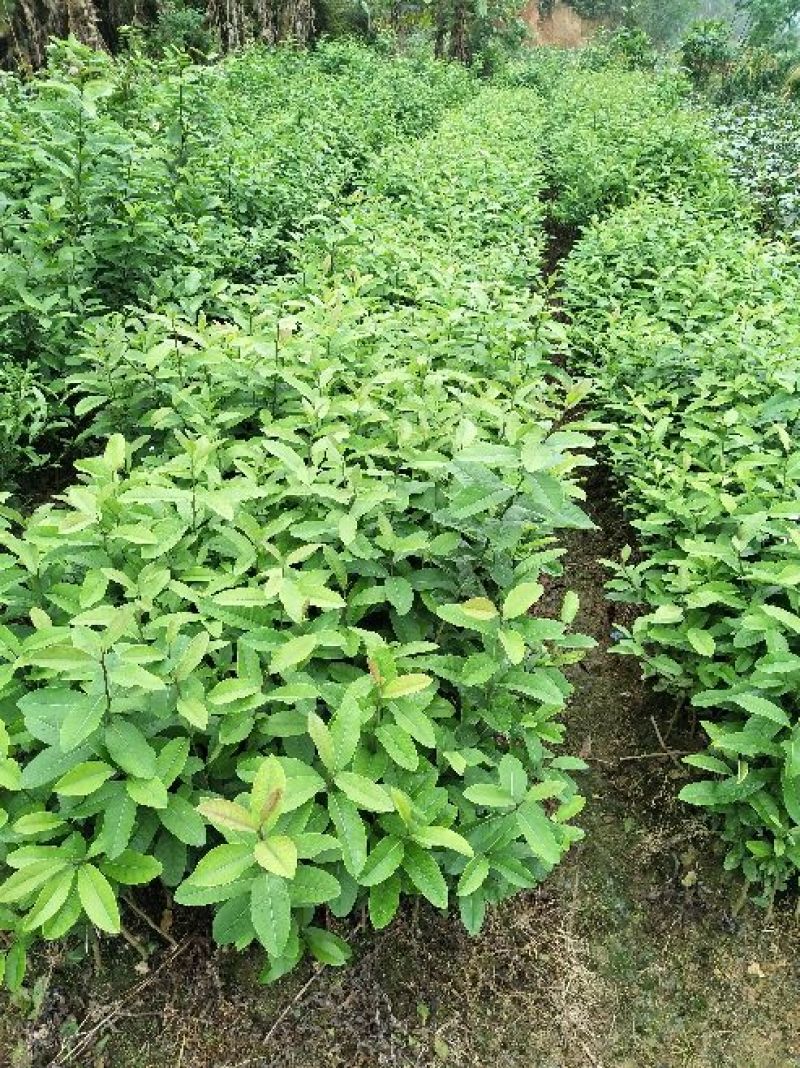 香水柠檬树苗50~80cm