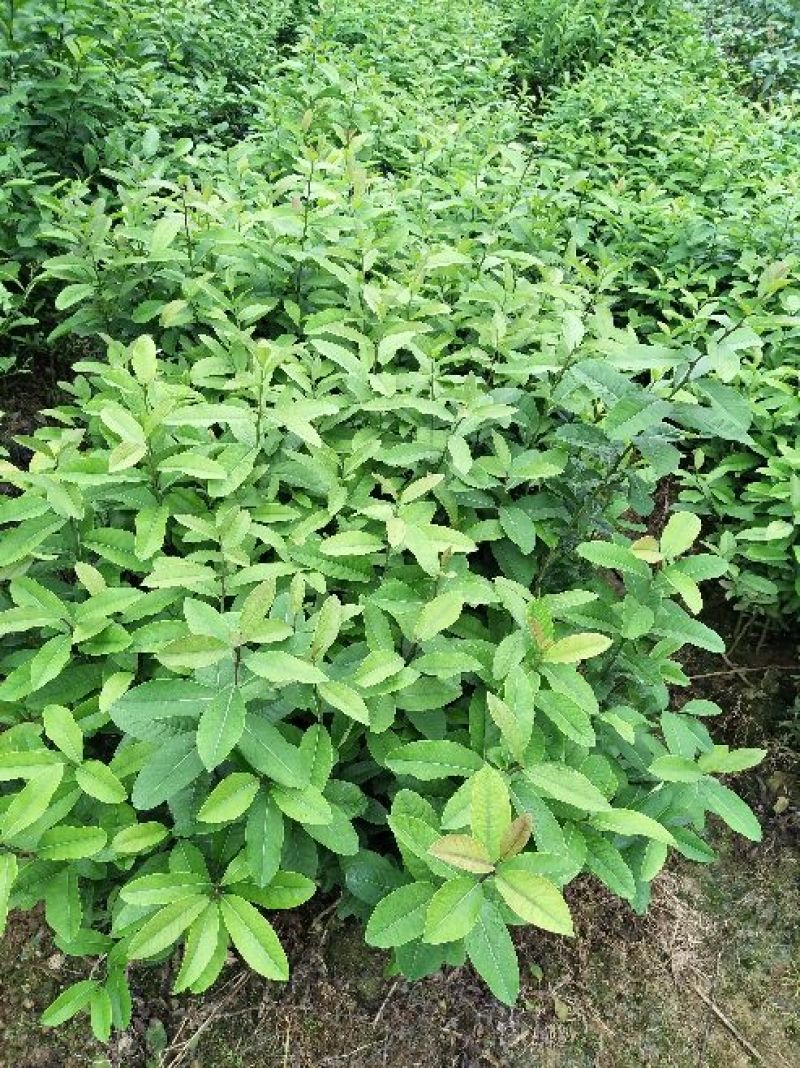 香水柠檬树苗50~80cm