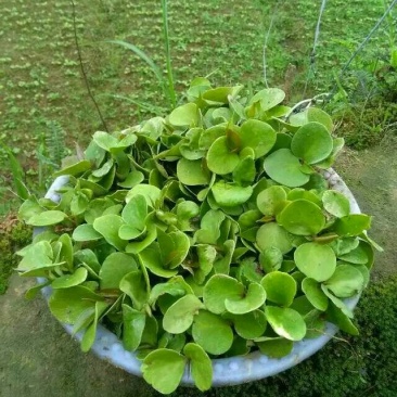布福娜树苗黑老虎优质一年苗