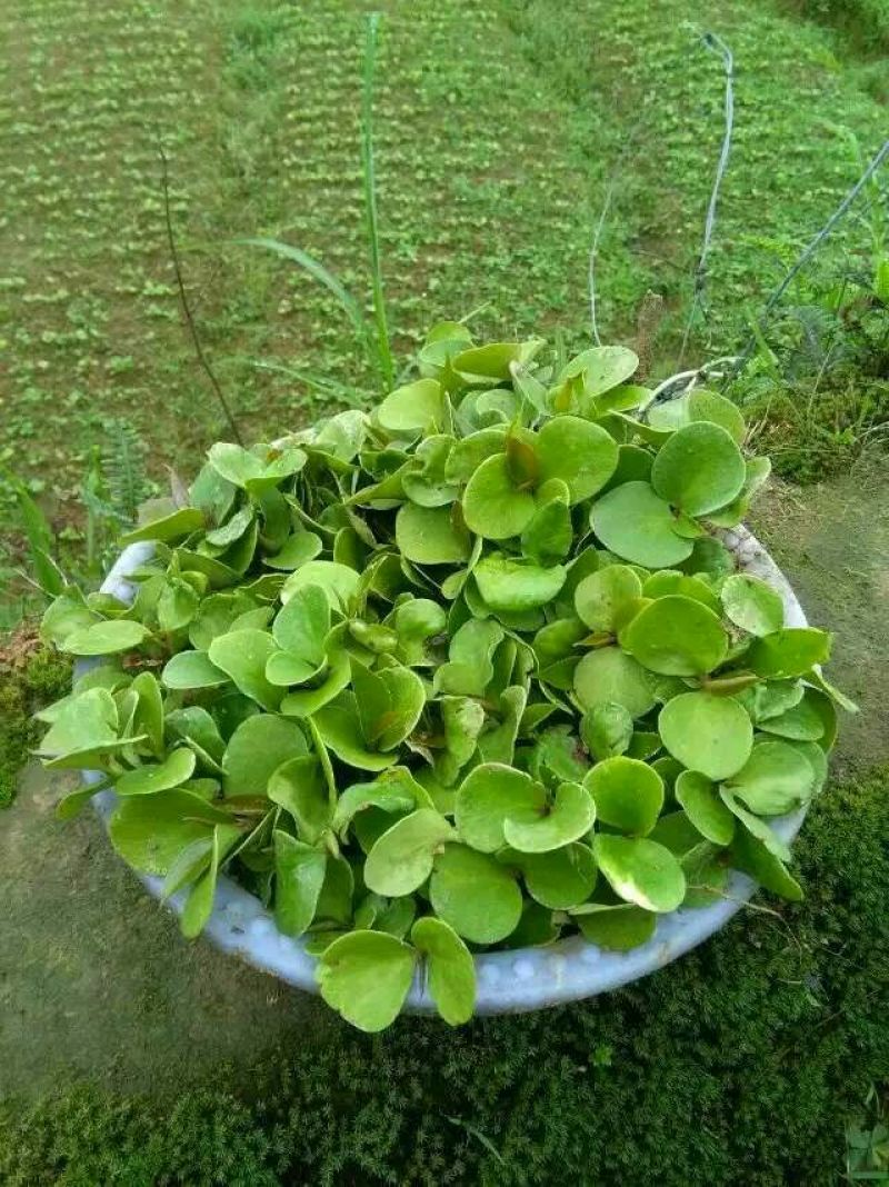 布福娜树苗黑老虎优质一年苗