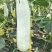 羊角蜜甜瓜精品1斤以上