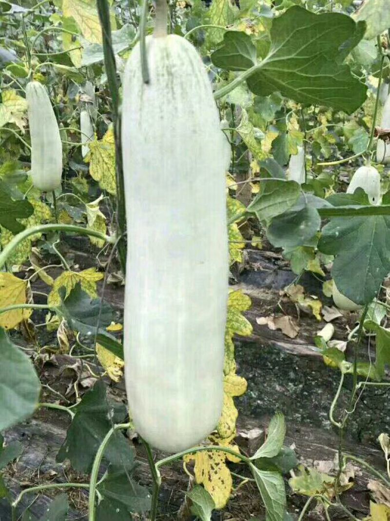 羊角蜜甜瓜精品1斤以上