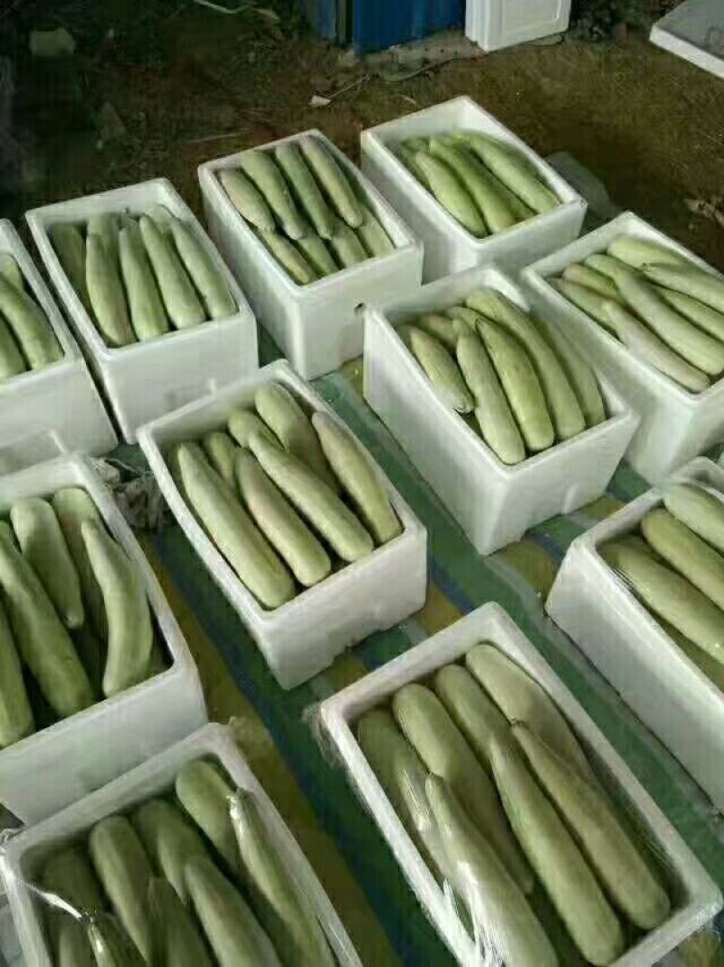 羊角蜜甜瓜精品1斤以上