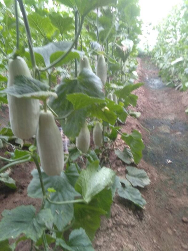 羊角脆甜瓜统货0.5斤以上