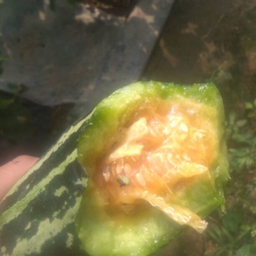 羊角脆甜瓜统货0.5斤以上