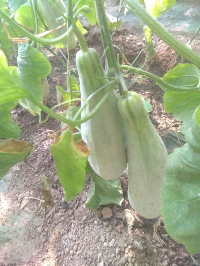 羊角脆甜瓜统货0.5斤以上