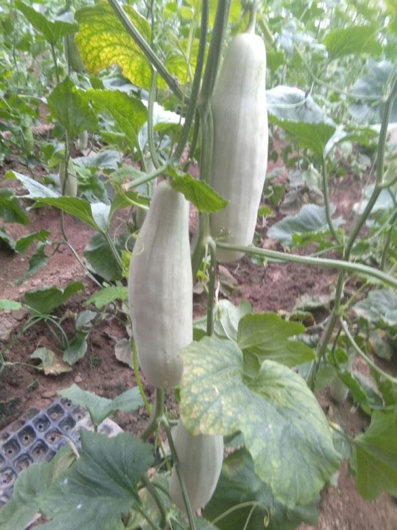 羊角脆甜瓜统货0.5斤以上