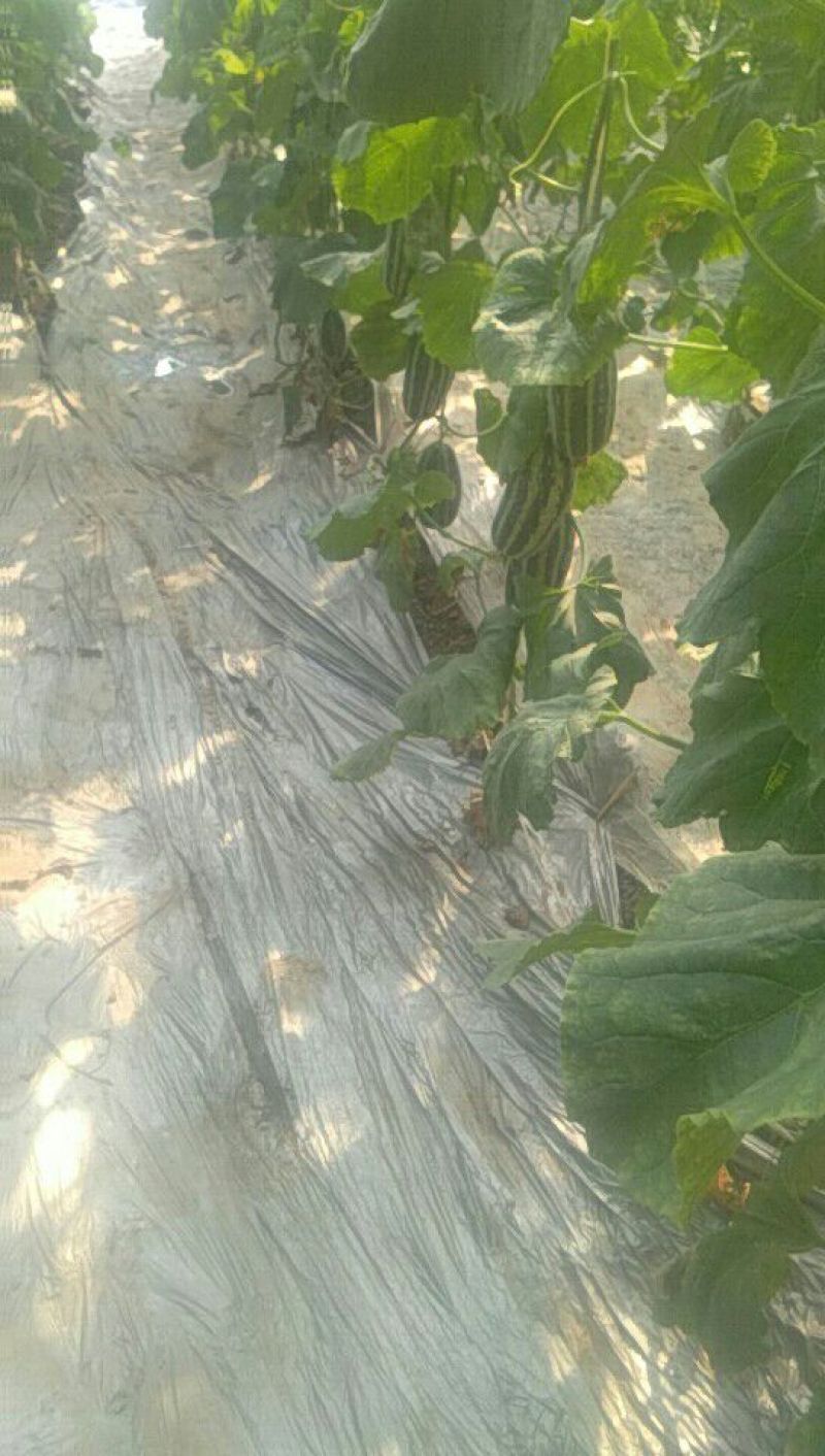 羊角脆甜瓜统货0.5斤以上