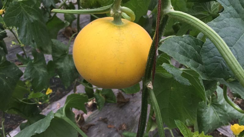 伊丽莎白甜瓜1斤以上