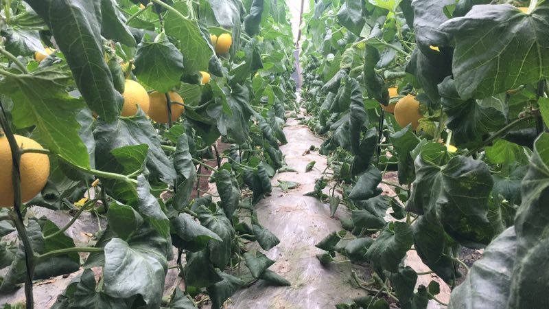 伊丽莎白甜瓜1斤以上