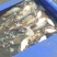 鲤鱼1.5至2斤左右