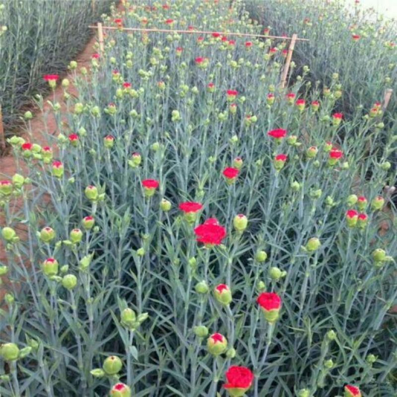 康乃馨种苗颜色多选常年供应量大从优