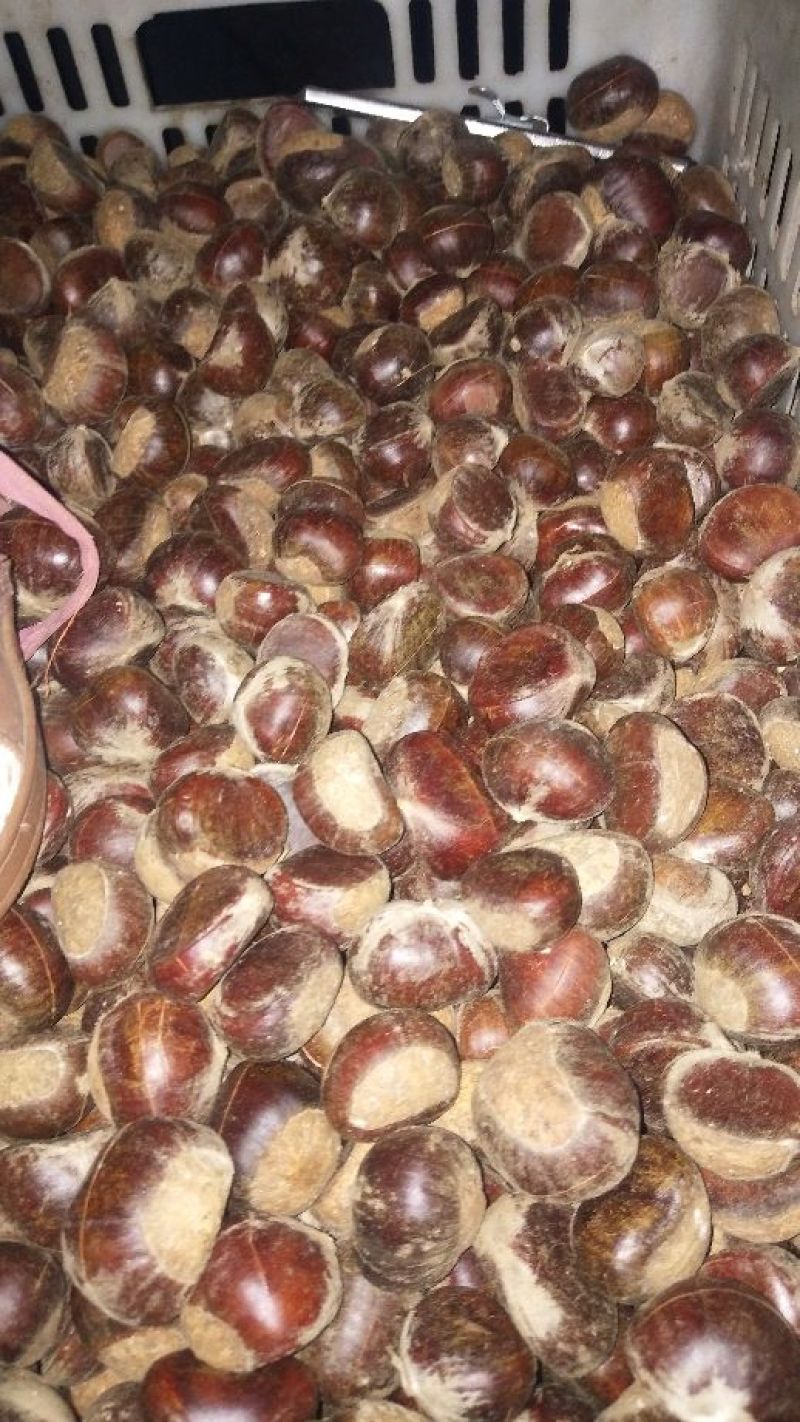 油栗炒栗种中栗