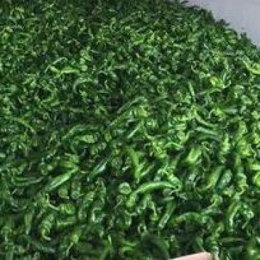 螺丝椒15~20厘米青中辣