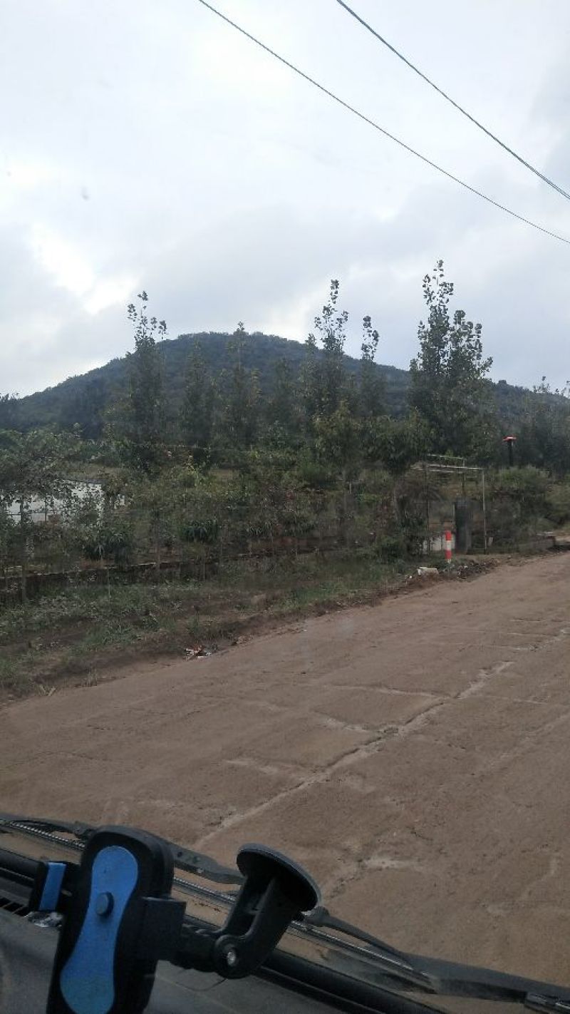 油栗炒栗种中栗