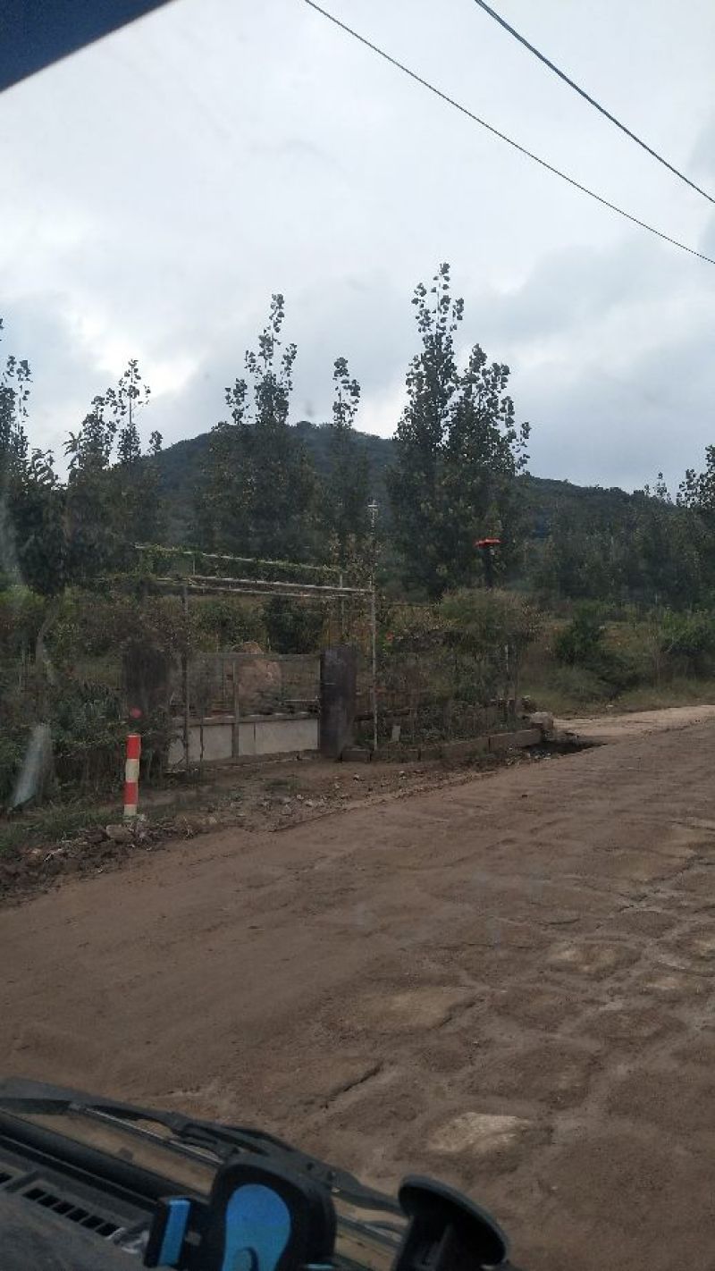 山东油栗大标炒栗种