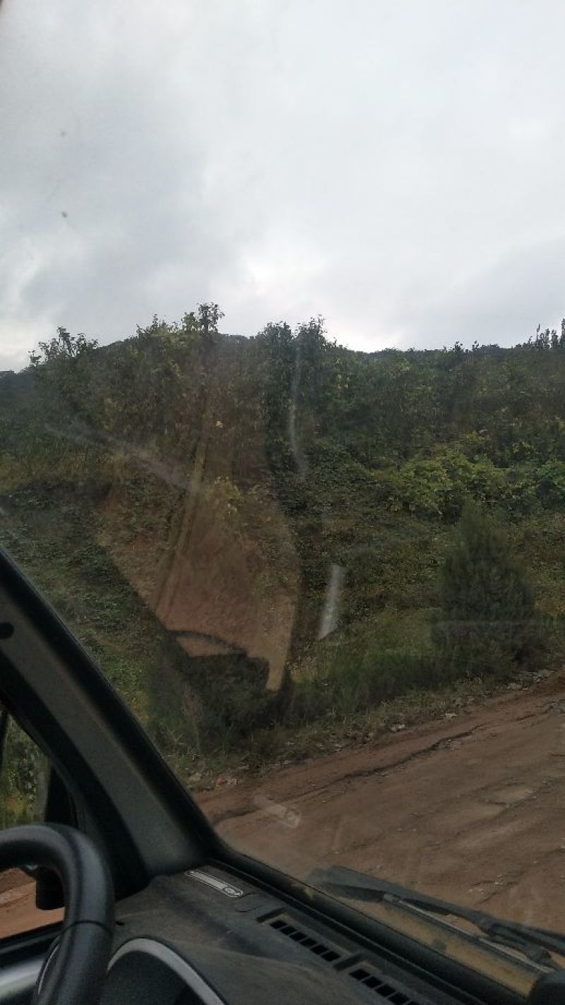 山东油栗大标炒栗种