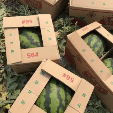 甜王西瓜4斤打底8成熟1茬