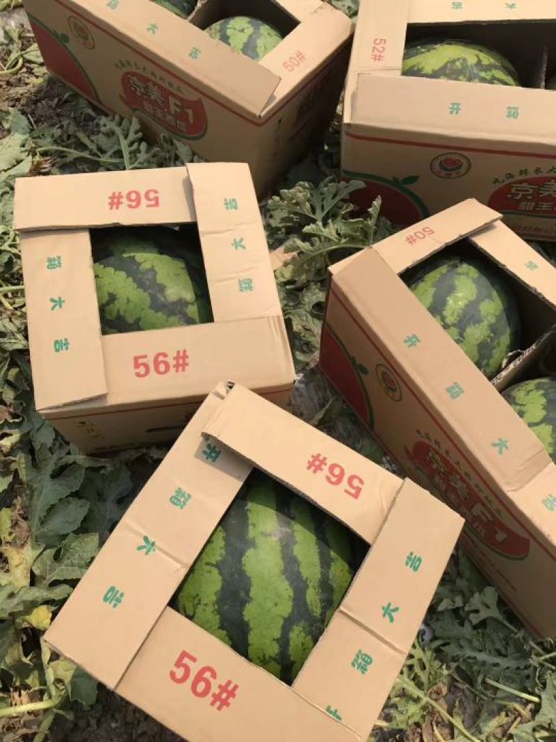 甜王西瓜4斤打底8成熟1茬