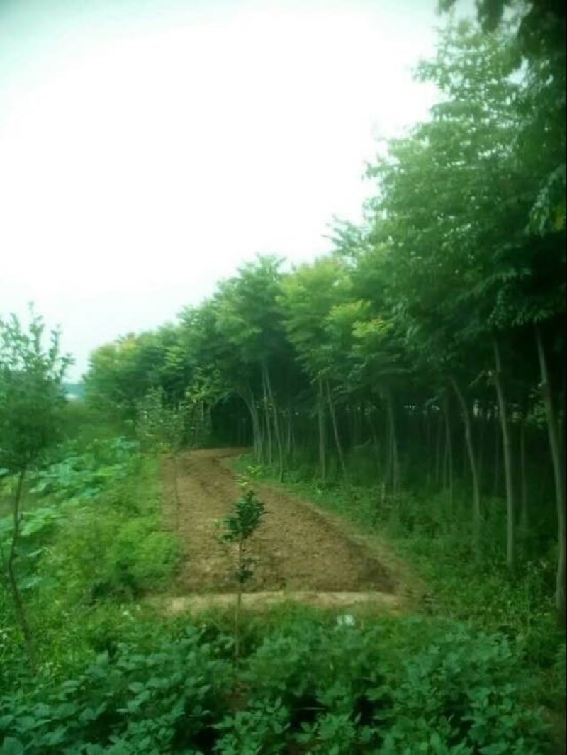 栾树12~14cm10~12cm4米以上