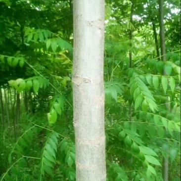 栾树12~14cm10~12cm4米以上