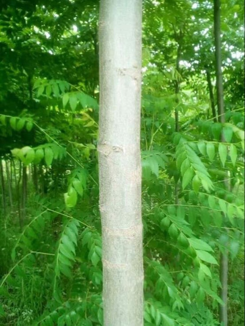 栾树12~14cm10~12cm4米以上