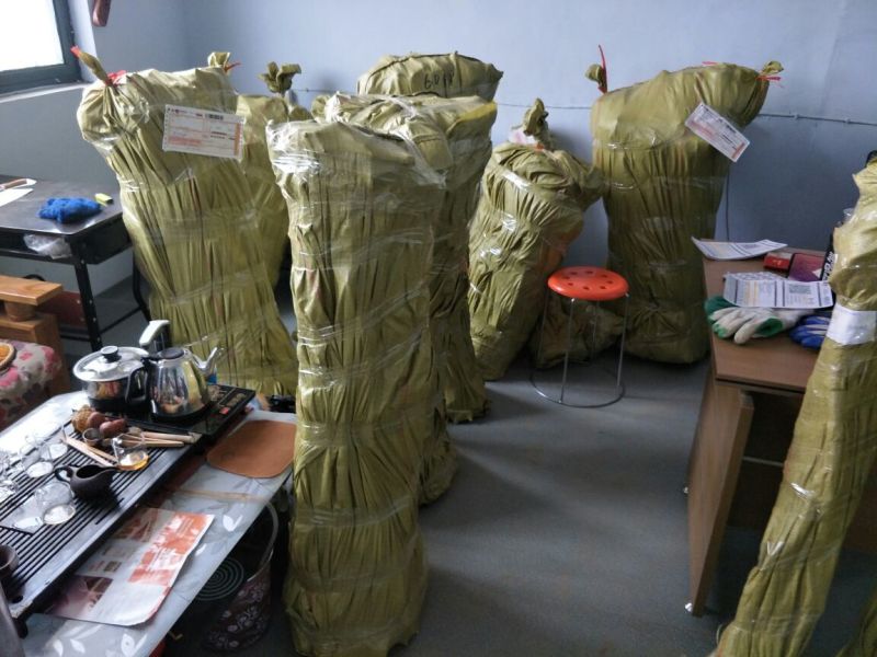 维纳斯黄金苹果苗乔化苹果苗
