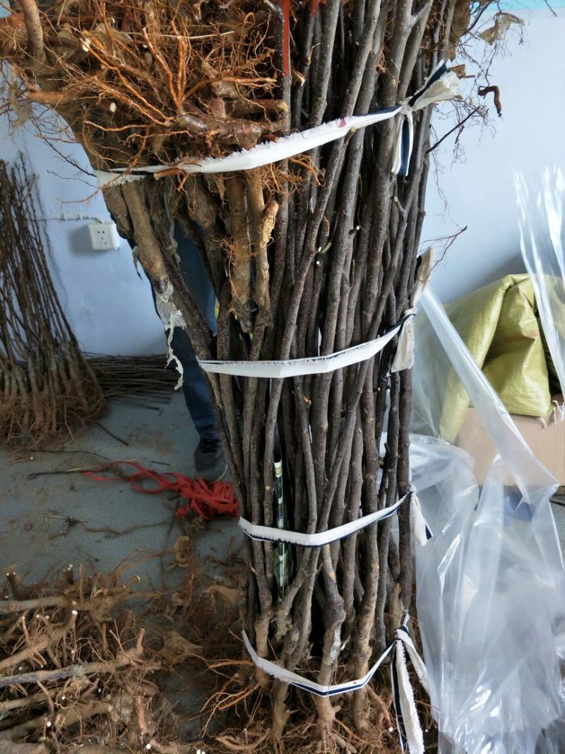 维纳斯黄金苹果苗乔化苹果苗