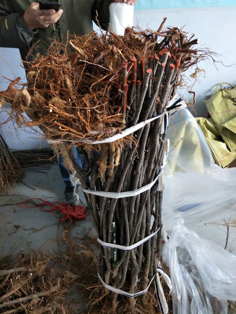 维纳斯黄金苹果苗乔化苹果苗