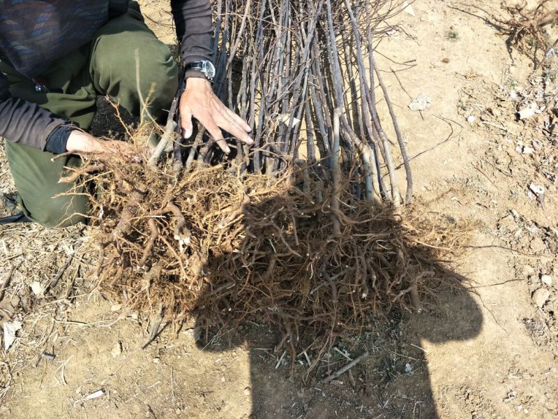 维纳斯黄金苹果苗矮化维纳斯黄金苹果苗