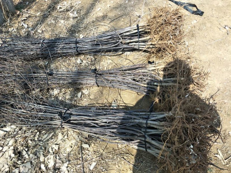 维纳斯黄金苹果苗矮化维纳斯黄金苹果苗