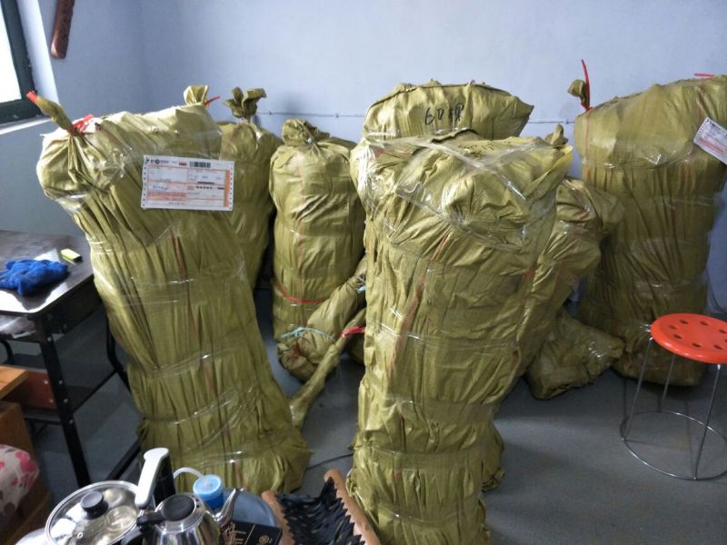 维纳斯黄金苹果苗矮化维纳斯黄金苹果苗