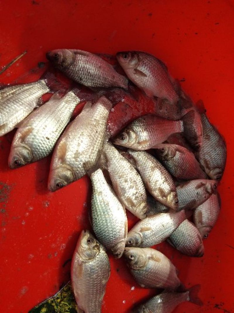 草鱼食用人工养殖活鱼0.5~1公斤