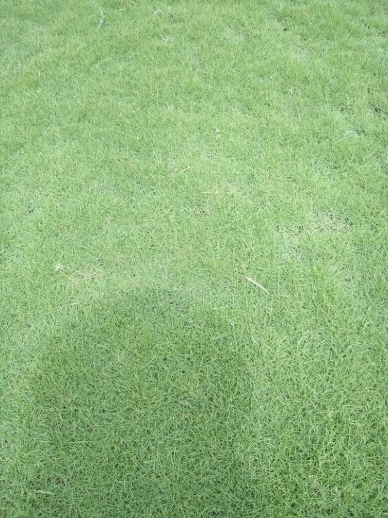 草皮