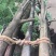 香樟18~20cm18~20cm4米以上