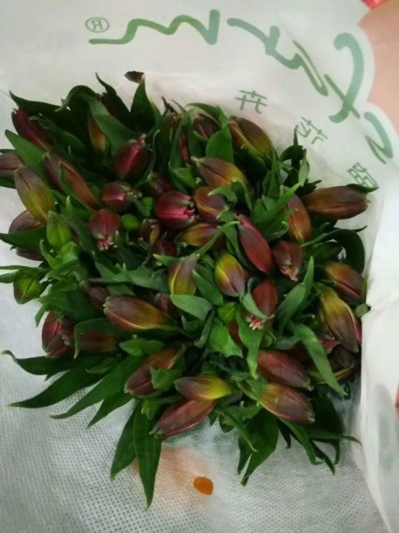 玫瑰鲜切花20朵