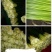 玫瑰鲜切花20朵