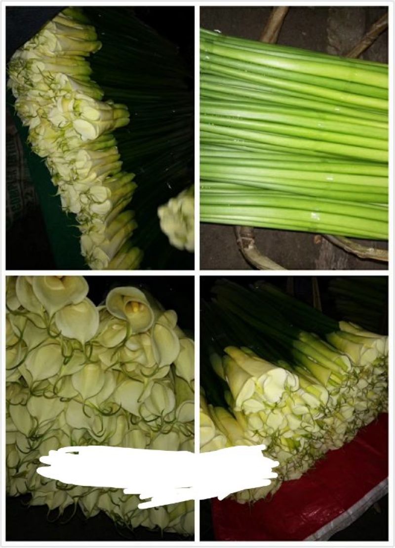 玫瑰鲜切花20朵