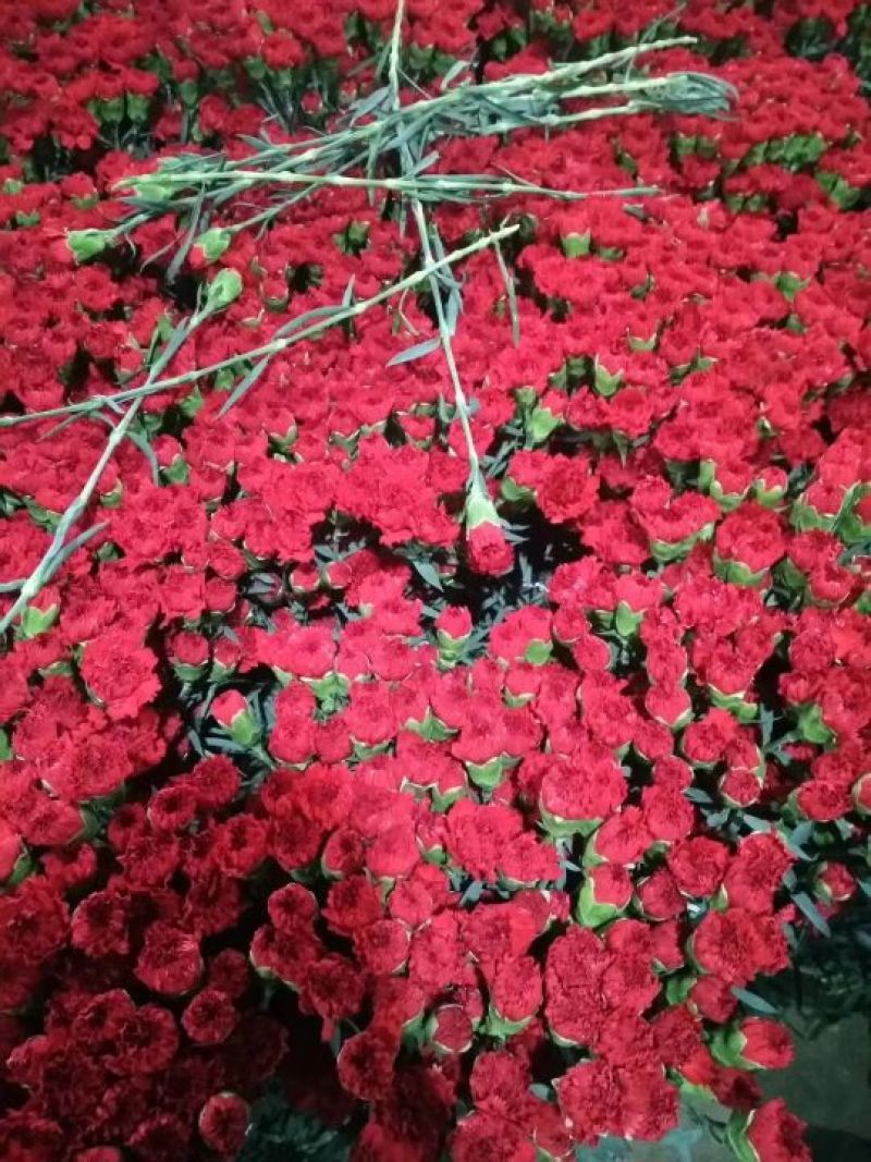 玫瑰鲜切花20朵