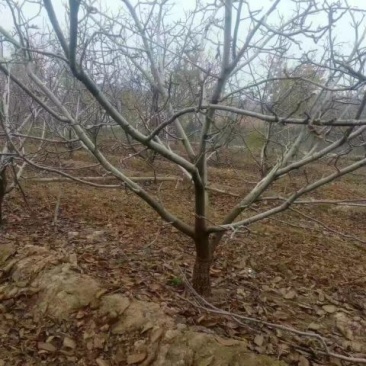 核桃树10公分