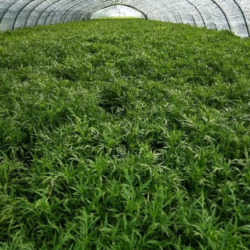 自产自销芦篙开始大量上市