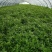 自产自销芦篙开始大量上市