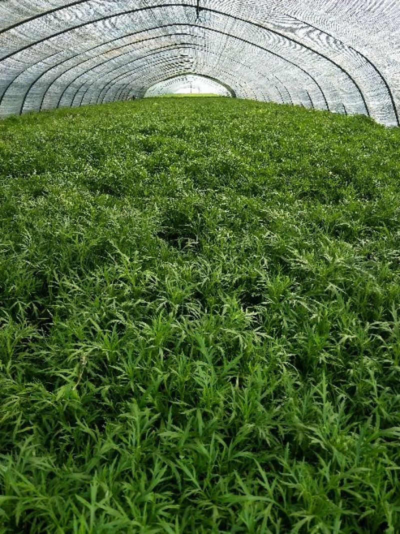 自产自销芦篙开始大量上市