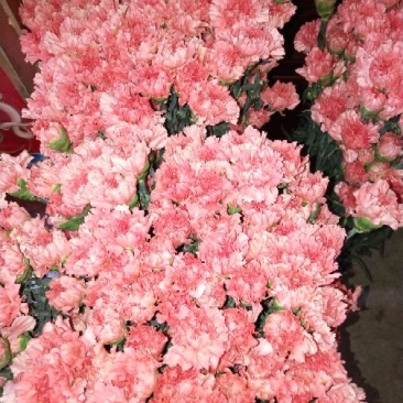 康乃馨鲜切花