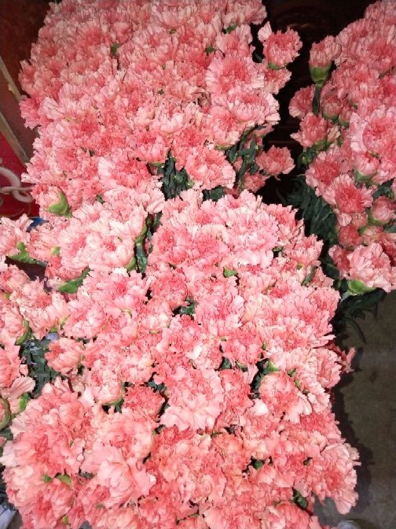 康乃馨鲜切花