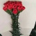 康乃馨鲜切花