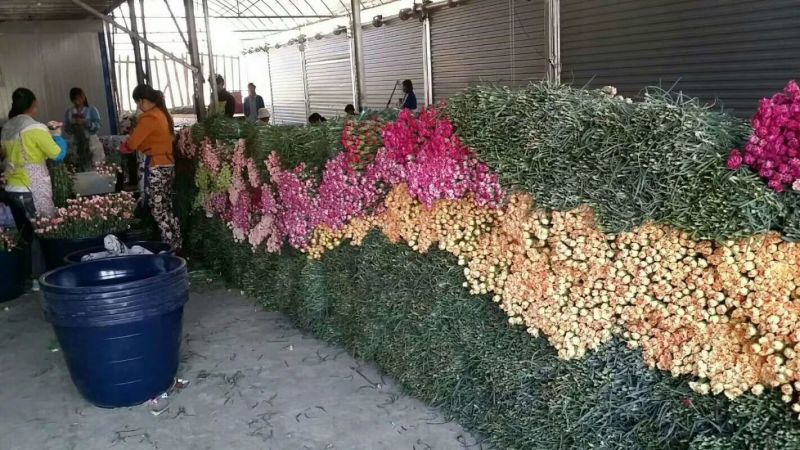 康乃馨鲜切花