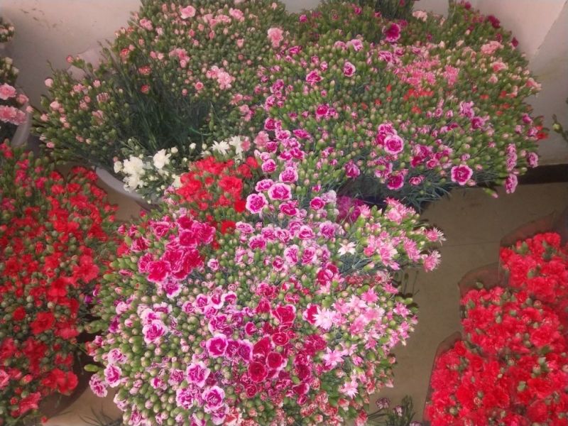 康乃馨鲜切花